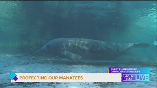 Protecting Florida’s gentle giants
