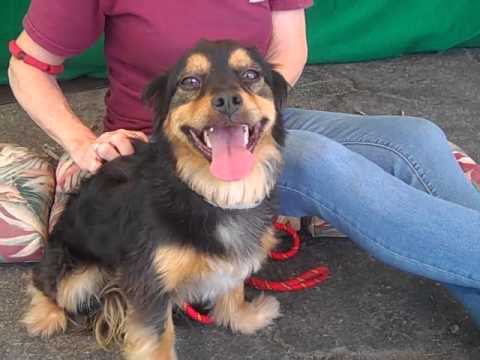 dachshund and cocker spaniel mix