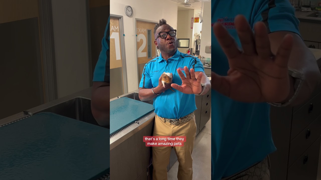 Thinking about adding a guinea pig to your family? 