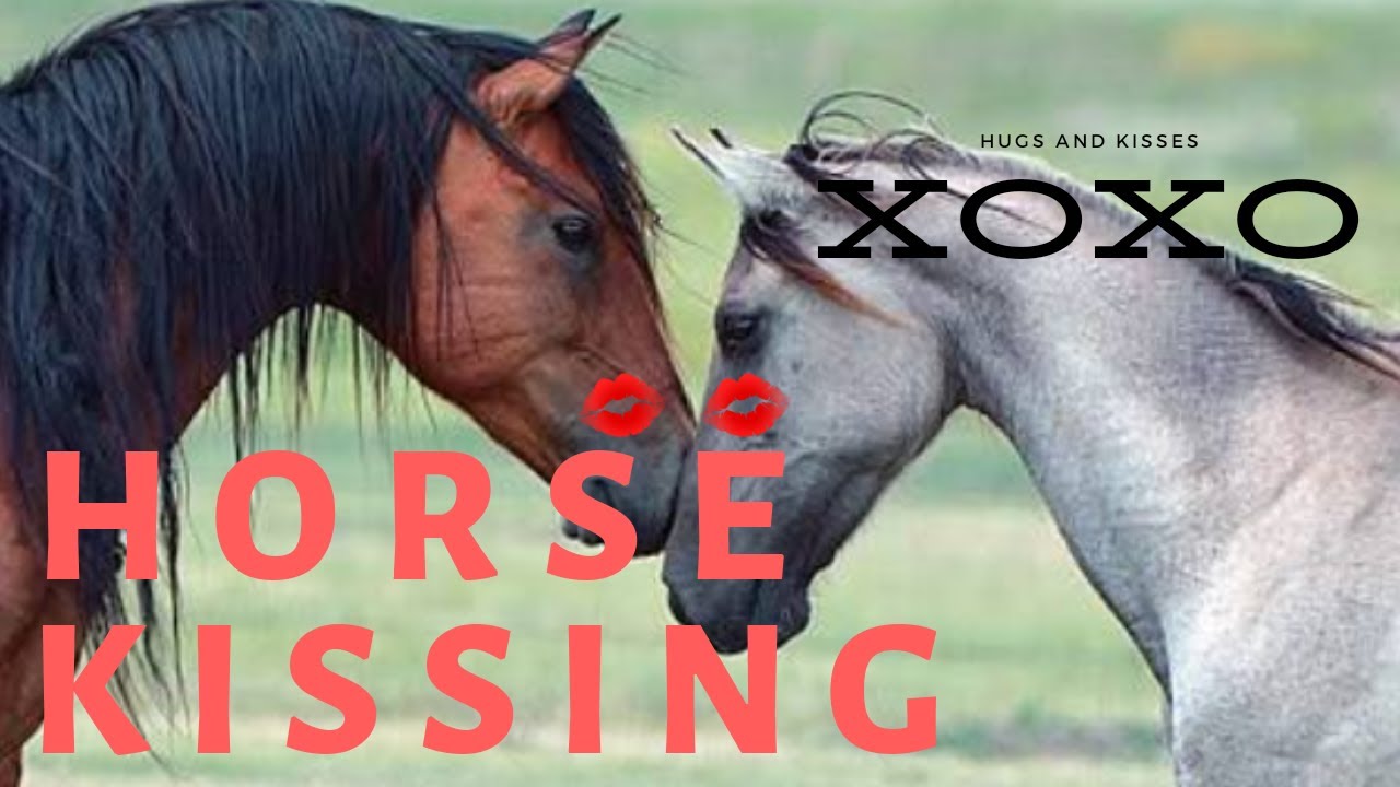 Horse kissing ।। Horse Mare kissing।। Horse smooch || Horse love || equine smooch