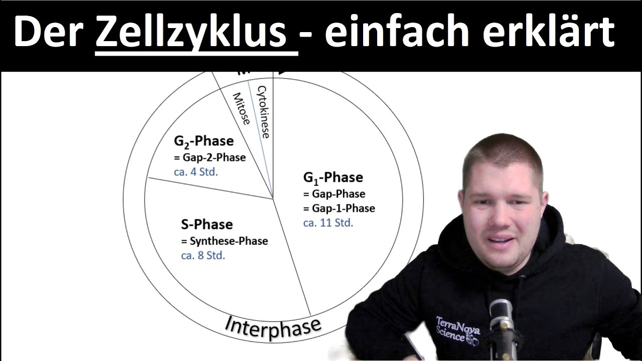 Zellzyklus einfach erklärt