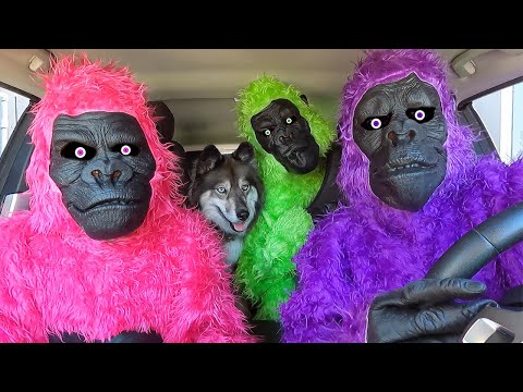 Funny Gorillas Surprise Kakoa with Car Ride Chases!