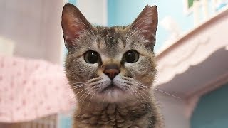 保護猫カフェ、飼い主との出会いの場に　名古屋に広がる