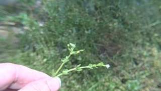 EatTheWeeds: Episode 79: Mead Garden, Part 3 of 4