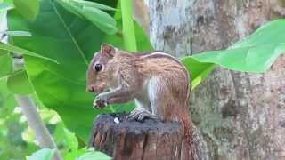 Sony Xperia Z4 | Ultra Zooming Test