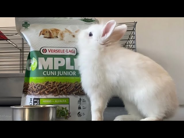 Versele Laga Complete Cuni Junior jeune lapin (nain) de 6 à 8 mois