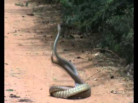 snake mate - YouTube