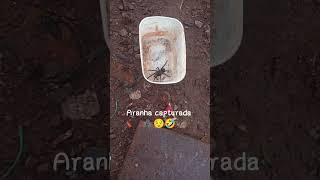 #aranhas #tarantula #curteecomenta #cuteanimals #curiosidades
