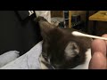 発情期の猫みーちゃん、焦らしてから綿棒にて落ち着かせ、ベッドの下でゴロゴロ…可愛いっ!