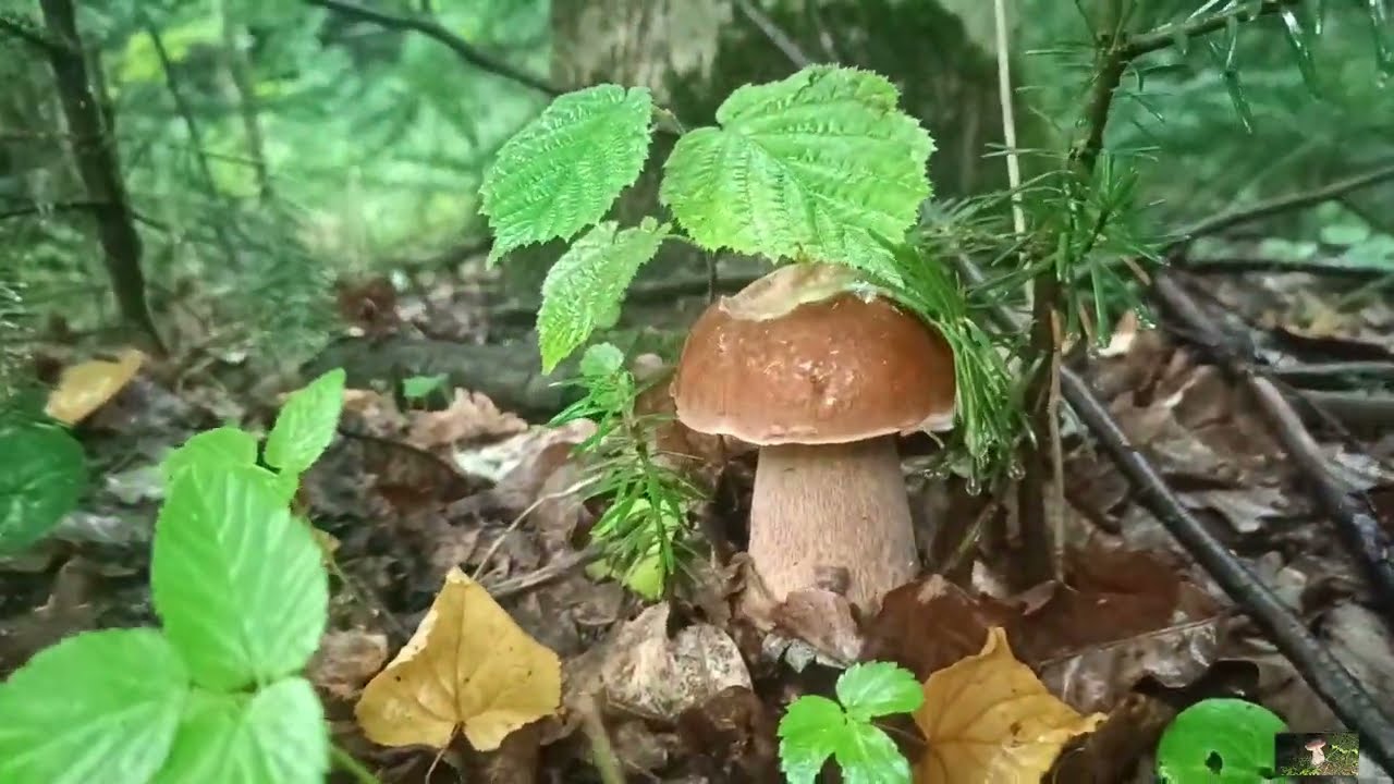 Це просто шок? Після роботи до лісу за Білими Грибками 