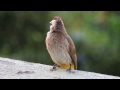 Burung Bulbul berventilasi kuning menyanyikan lagu indah untuk bayinya di sarangnya