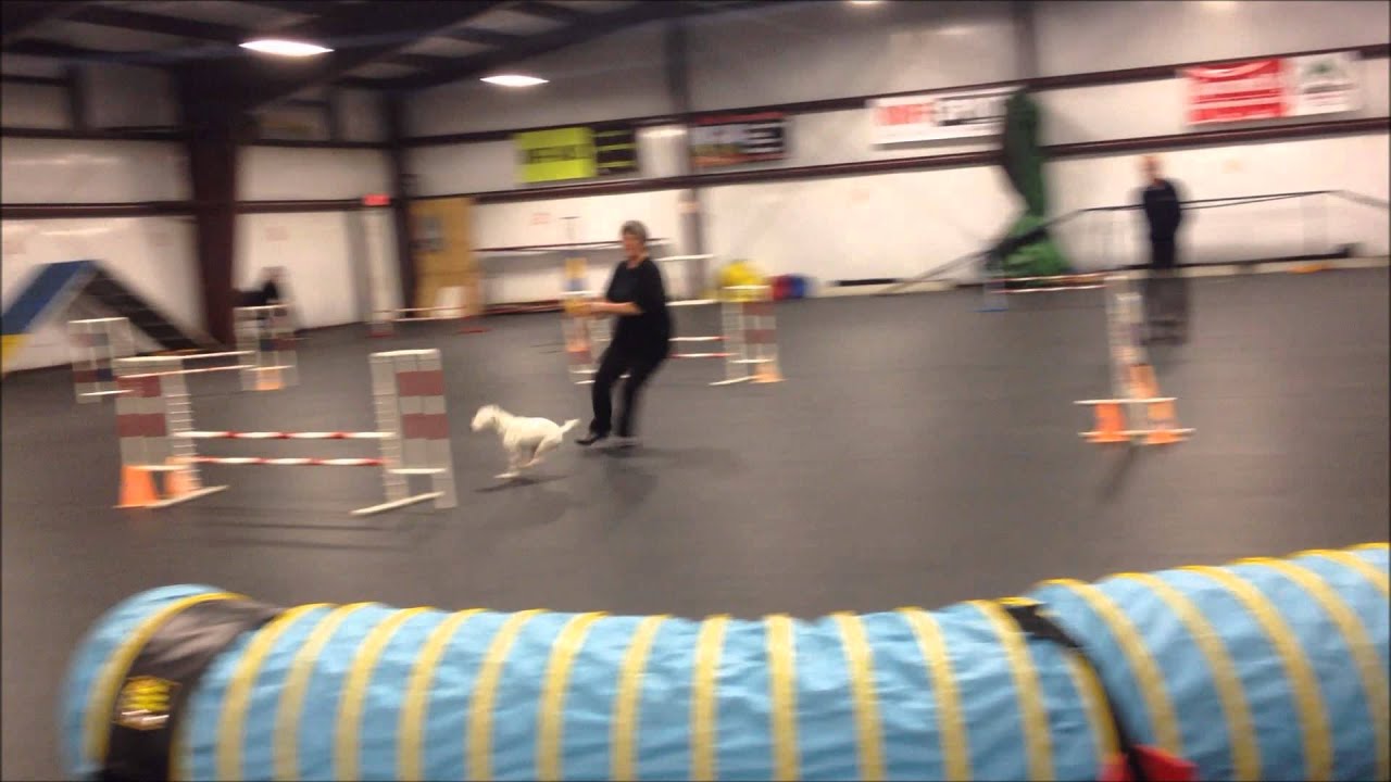 K9 Klub RBEC Dec 7 2013 Jumpers YouTube