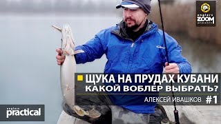 Щука на прудах Кубани. Какой выбрать воблер? Часть 1. А. Ивашков Anglers Practical