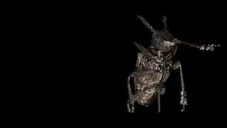 2′ NO GROUND ANTENNA KIT(WHITE The Jeweled Garden - Long-horned Beetle