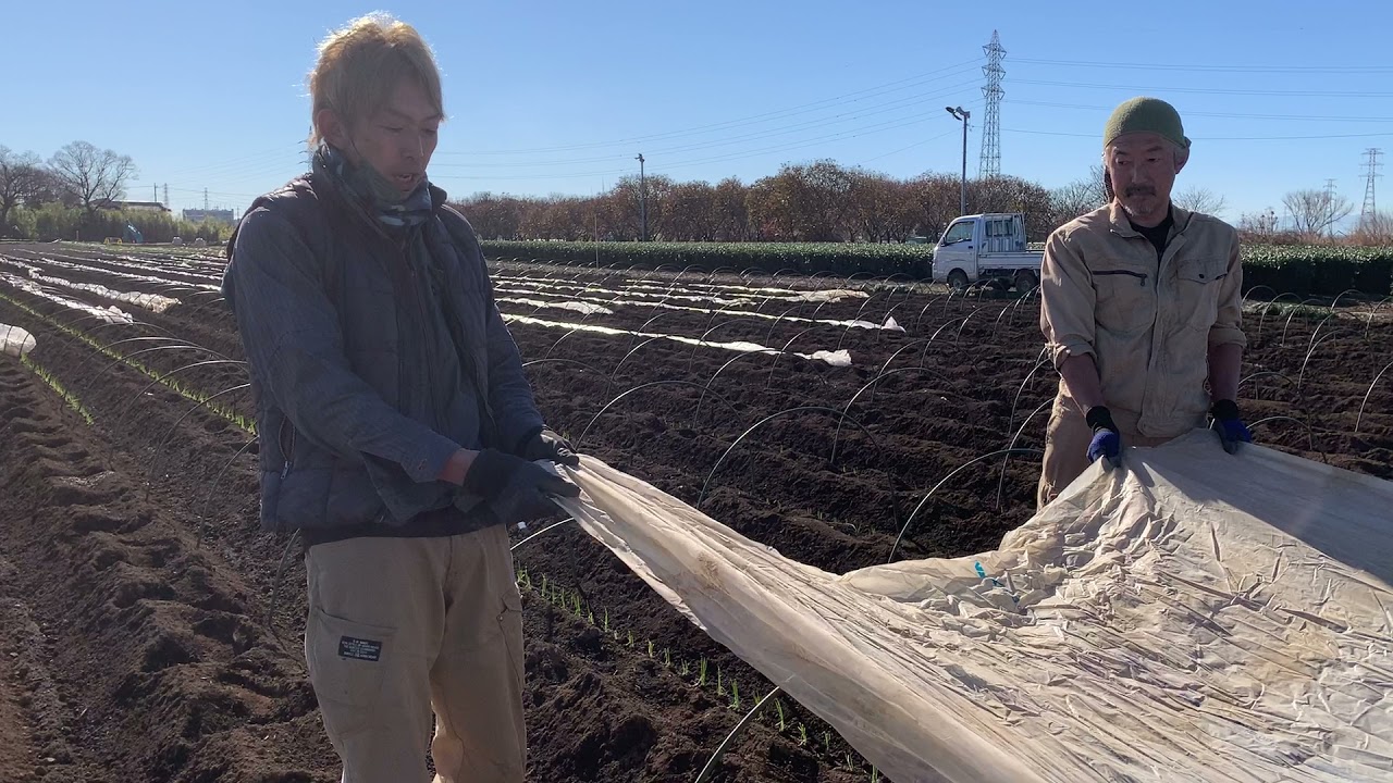 初夏ネギ　トンネル掛け② ビニール載せ