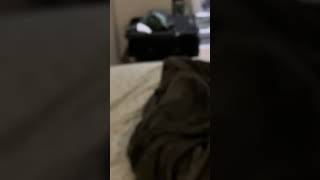 Dancing alligator #ac #vr #dancing￼alligator ￼￼