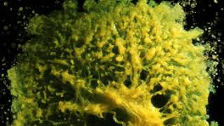 Physarum polycephalum