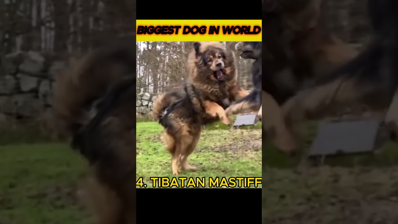 Top 5 Biggest Dog Breeds In The World 