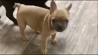 Tiny Frenchie can talk. He shouted loudly: 'I love you mommy'. by Wagging Tails Rescue 6,689 views 13 days ago 4 minutes, 36 seconds