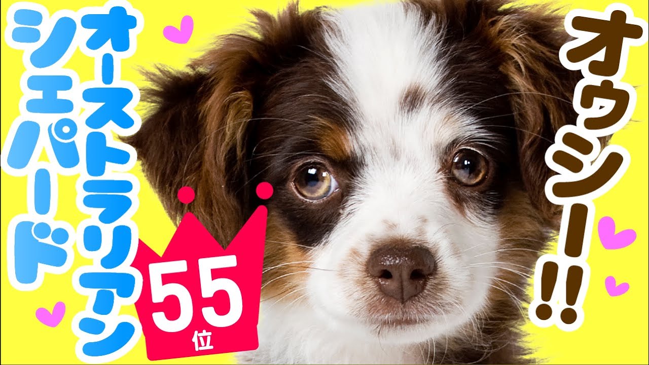 人気55位 オーストラリアン シェパードってどんな犬 子犬の価格や性格 寿命 飼いやすさは カワイイ動画でチェック Youtube
