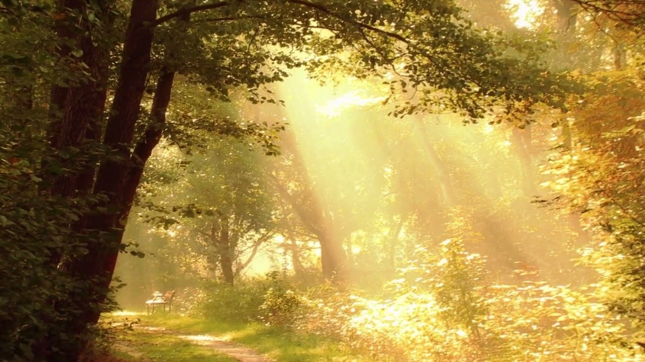 Relaxing Music, Healing Music, Spa Music, Meditation Music, Zen, Sleep, Study Music, Yoga| Wholesoul