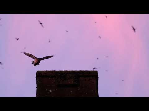Hawks Hunt Vaux's Swifts