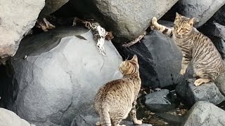 【地域猫】猫島で野良猫と戯れる【モフモフ放題】