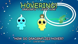 Why Do Dragonflies Hover? 🚁 Lumie & Friends | Kids Science