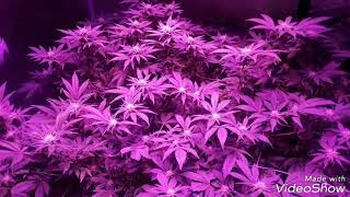 Update on the 4×8 just starting week 4 in the gorillagrowtent kindled elite grow series