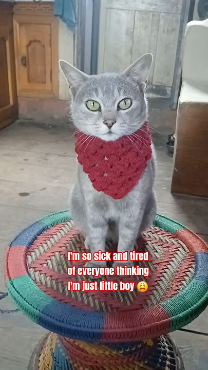 You're really a big girl now Bachu, #catshorts, #catlovers 😉