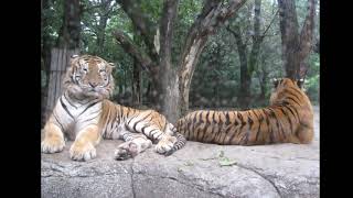 2010 十年前韓國之旅～主題公園動物園！獅子、老虎、大灰熊、猴子   ！