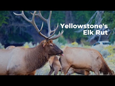 Yellowstone's Elk Rut