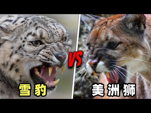 雪豹vs美洲狮，当白色死神遇到黄色恶魔，谁是真正的猫科老五呢？