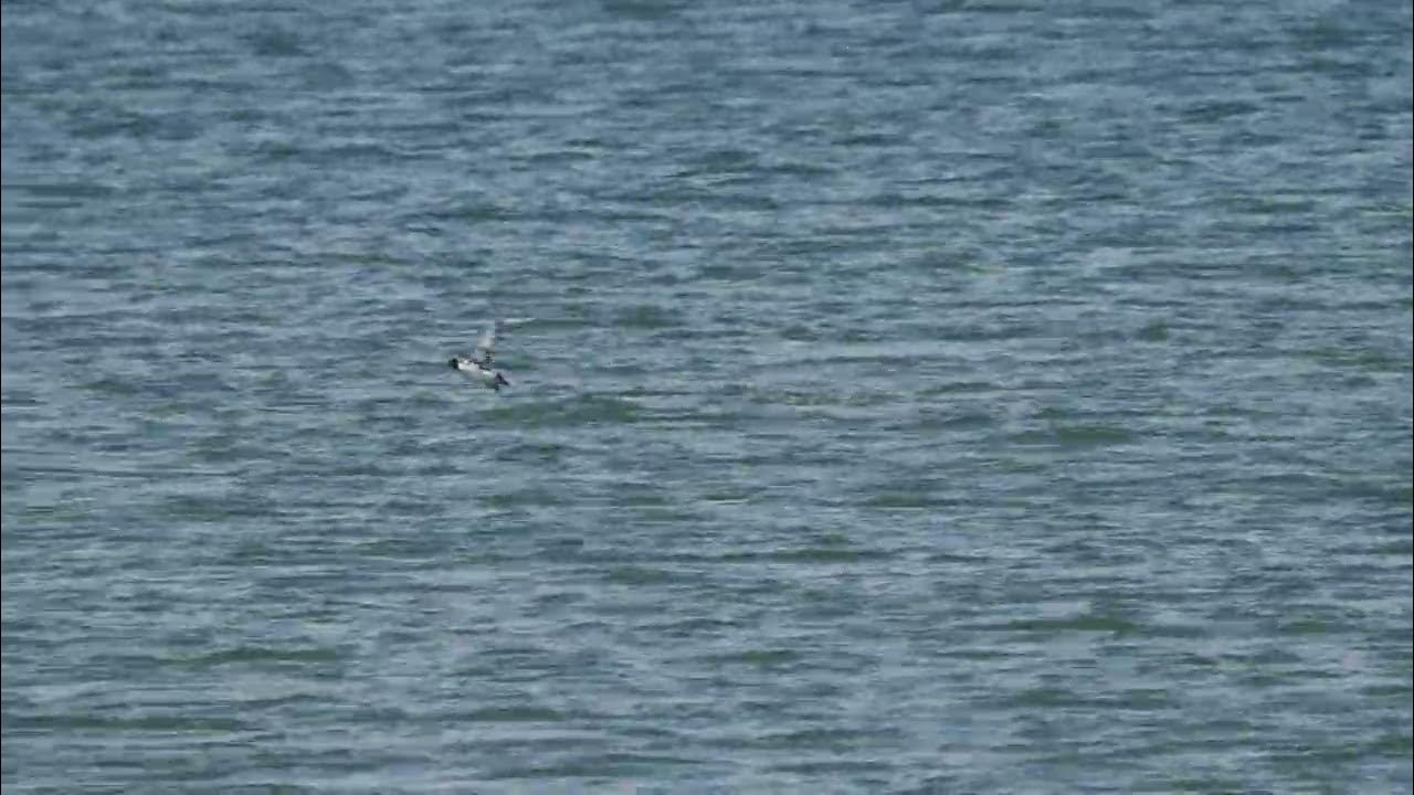 RSRVRBRDS 20230525 Synthliboramphus antiquus 001 JLANGUITA YouTube