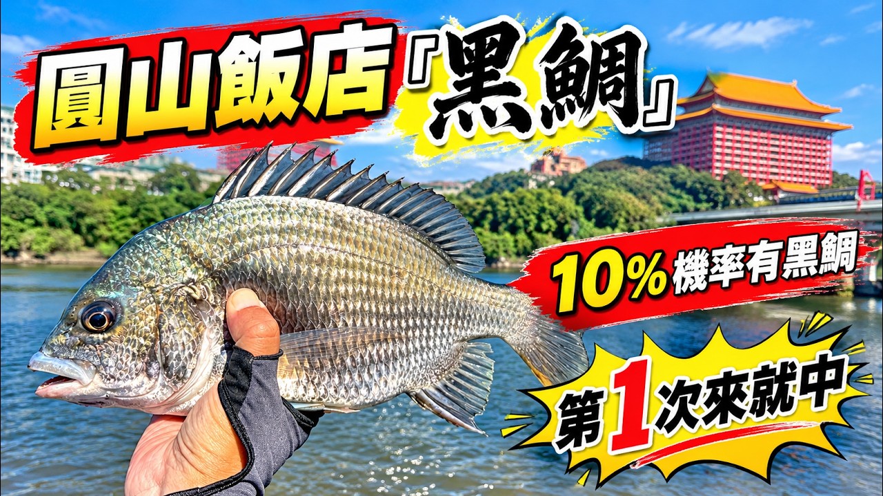 淡水河黑鯛季 下游80%機率及上游10%機率 都有中魚