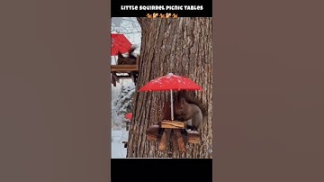 squirrel picnic tables 🐿 #funnyanimals #funny #shortsfeed #squirrel #shortsvideo