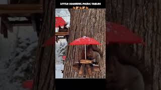 squirrel picnic tables 🐿 #funnyanimals #funny #shortsfeed #squirrel #shortsvideo