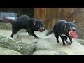 肉を奪い合うタスマニアデビル （多摩動物公園）Tasmanian devil scramble for meat