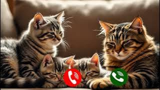 Ringtone 😸😽😻notification😻 2025❤  Father Mather putting that children to sleep tone🎼🎼