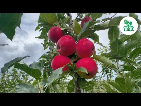 Яблоня МАНТЕТ: Лучший выбор для садоводов - сильный АРОМАТ, высокая УРОЖАЙНОСТЬ и РАННЕЕ созревание.