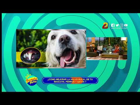 Video: La semana de adopción y adopción de mascotas de Petfinder