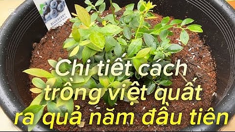 Chia sẻ cách trồng việt quất chi tiết nhanh ra quả | Growing Blueberries in a container