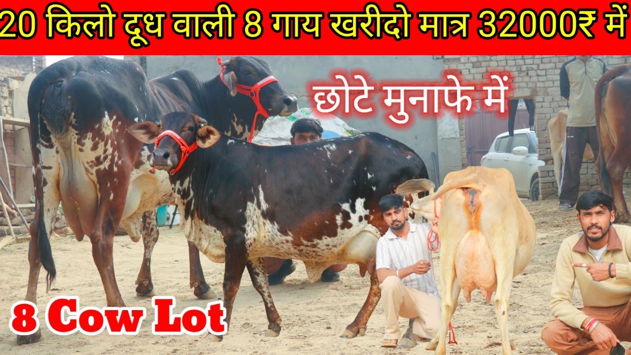 💫छोटे मुनाफे में बड़ी गाय खरीदो 👍 20 किलो वाली 8 गाय मात्र 32000₹ से दाम शूरू 👍 8 Cow sahiwal ✨