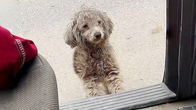 I graduated... and took the campus stray dog with me. - YouTube