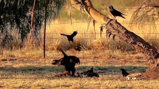 Some Wedge-tailed Eagle encounters around Alice Springs 2015