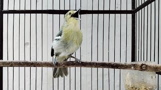 100% Ampuh memancing sirtu malas bunyi agar cepat emosi,gacor dan rajin bunyi.