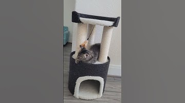 When the scratching post comes with catnip! #funny #cat #kitten #cats #short #viral