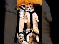मलिक मुझे भी लेकर जाओ ना #funny #comedy #cat #funnyanimal