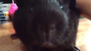 My Ginnea Pig Part 1