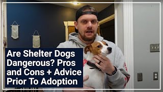 Are Shelter Dogs Dangerous? Pros and Cons + Advice Prior To Adoption